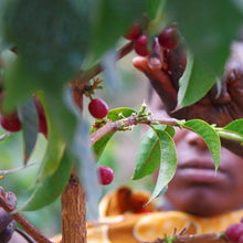 Load image into Gallery viewer, Tanzania Peaberry (12oz)